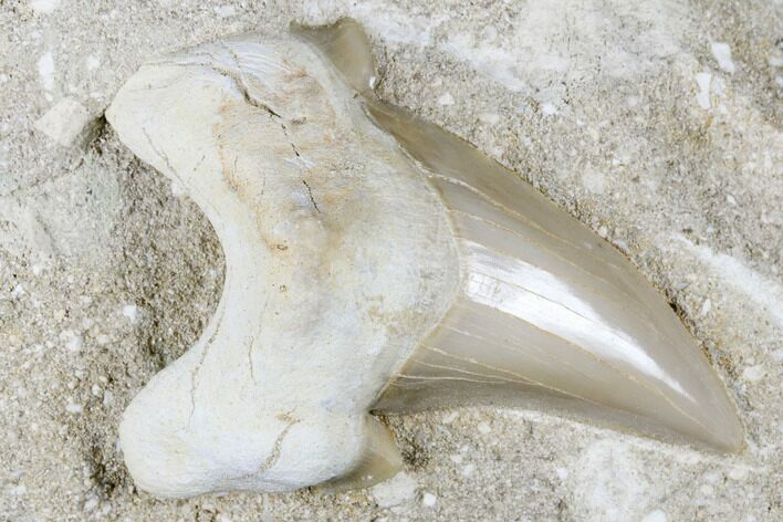 Otodus Shark Tooth Fossil in Rock - Eocene #174158